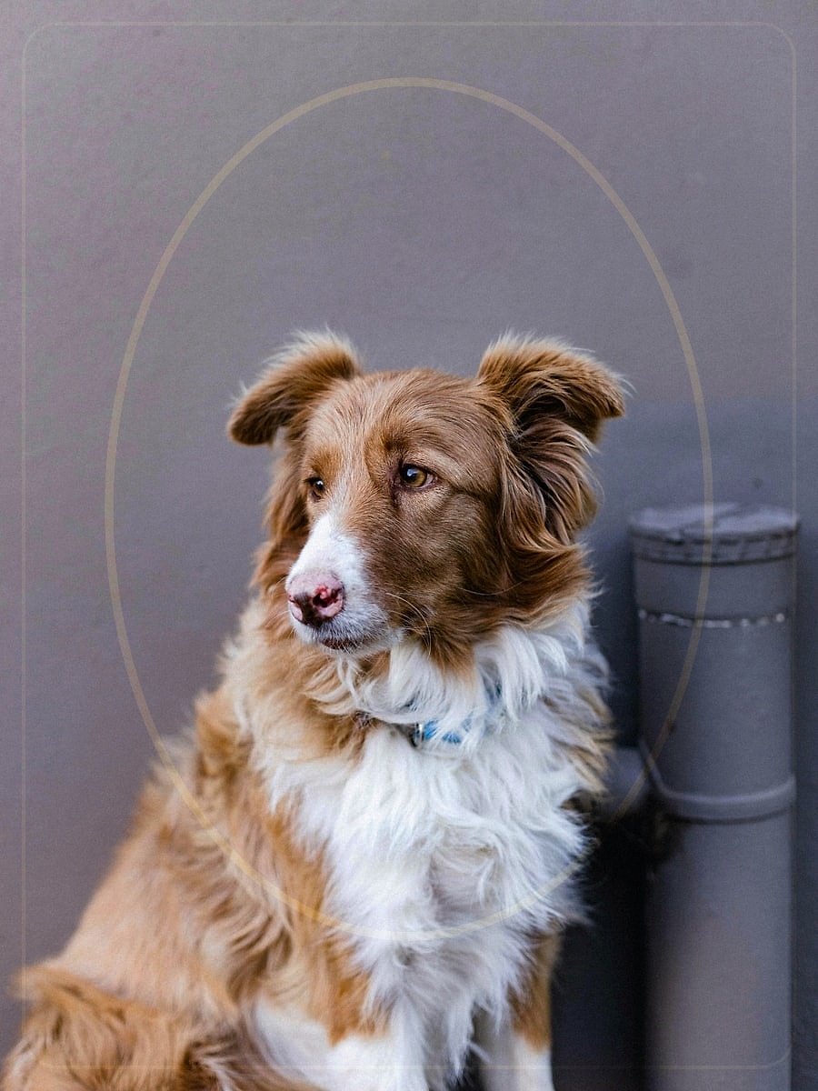 AI pet portrait royal oil painting style preview