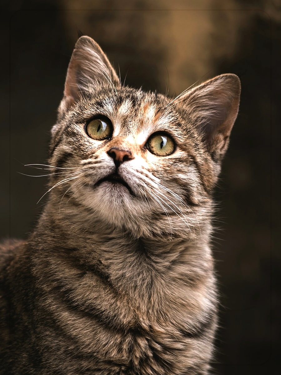 AI pet portrait storybook illustration style preview
