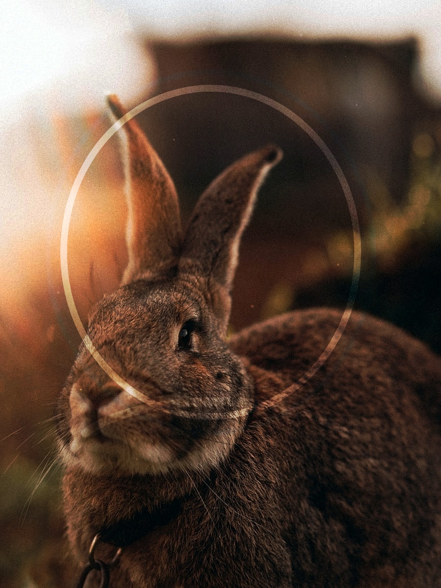 AI pet portrait astronaut style preview