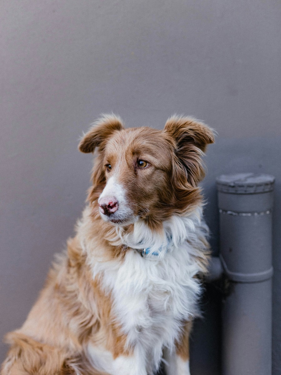 Dog sample before AI pet portrait generation