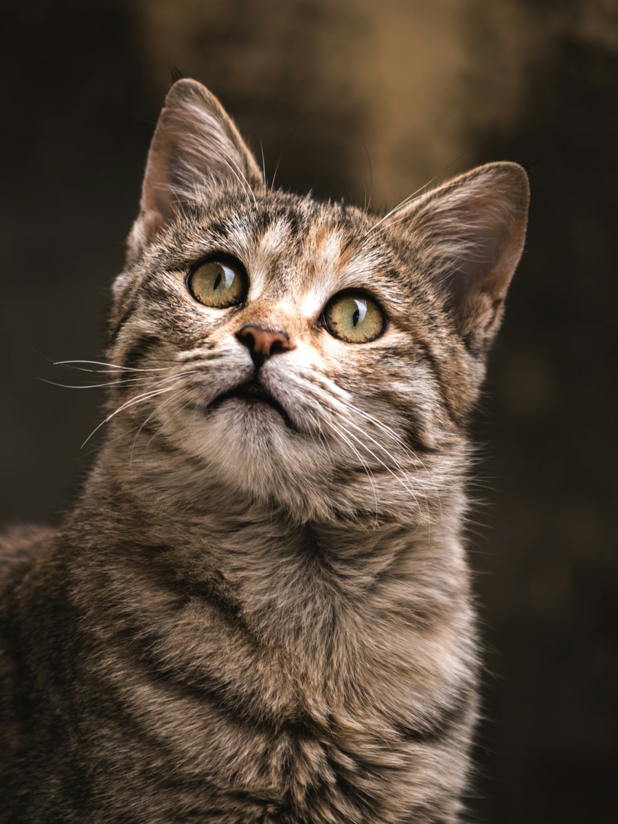 Cat sample before AI pet portrait generation