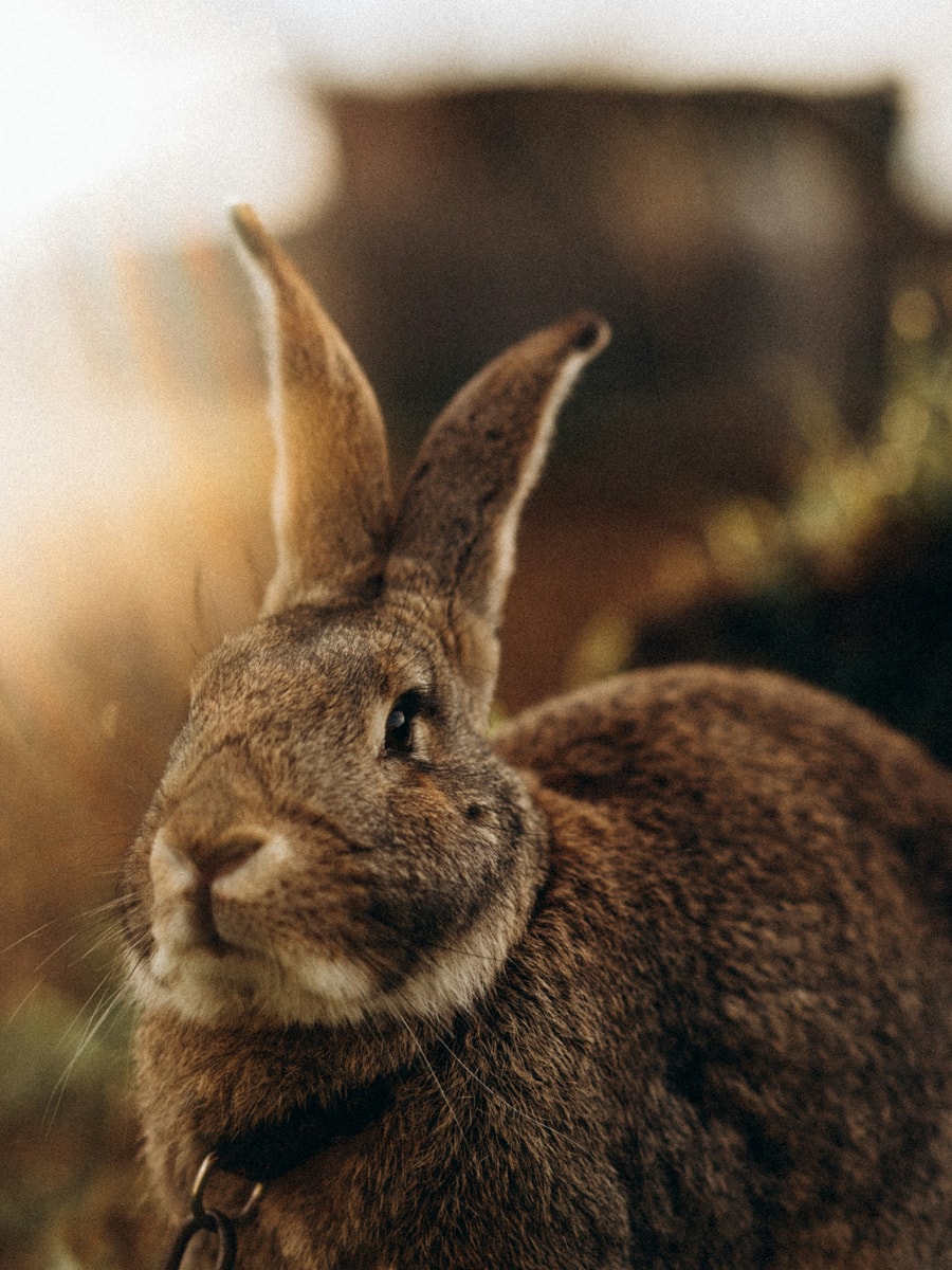 Rabbit sample before AI pet portrait generation