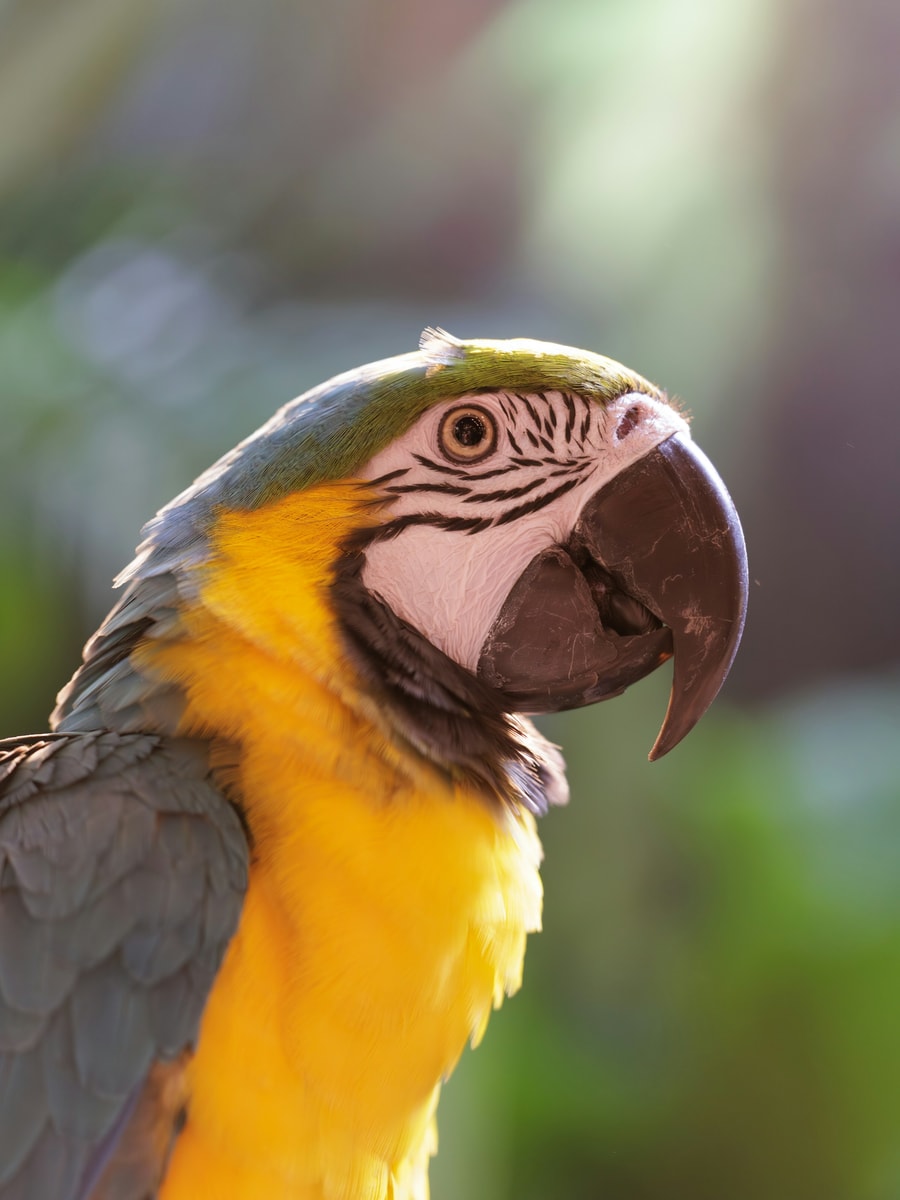 Parrot sample before AI pet portrait generation
