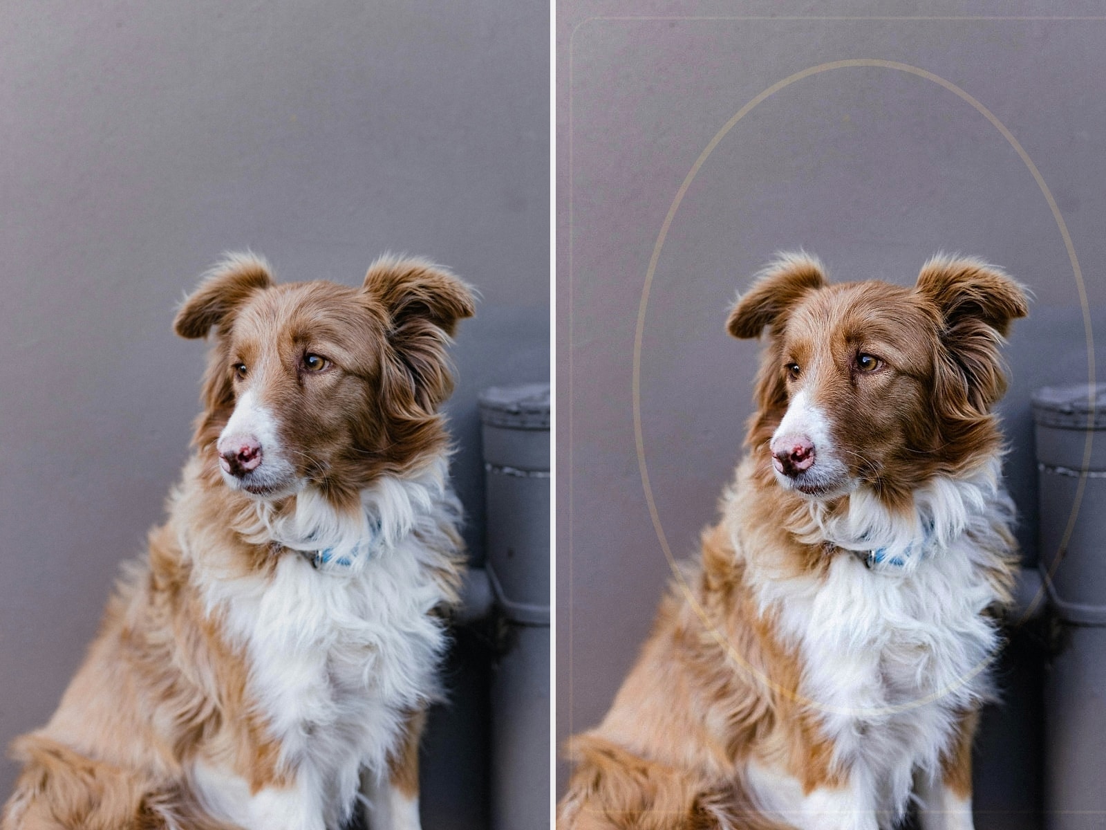 AI pet portrait generator 前后对比