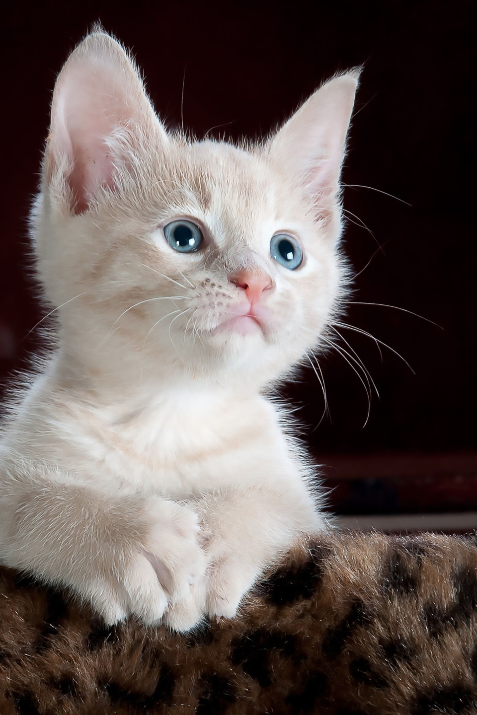 AI 像素画转换前的小猫头像输入图