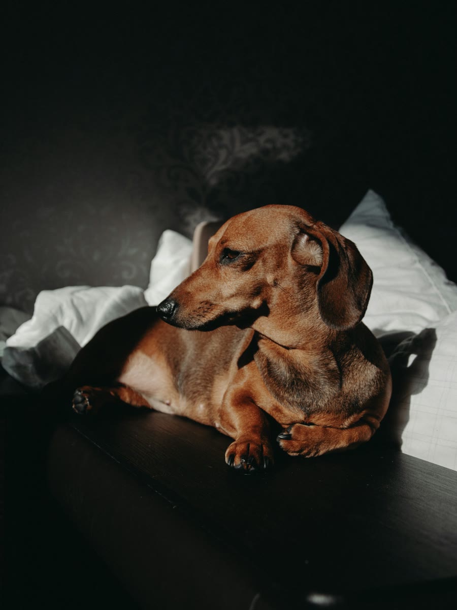 成人腊肠犬涂色页输入宠物照片