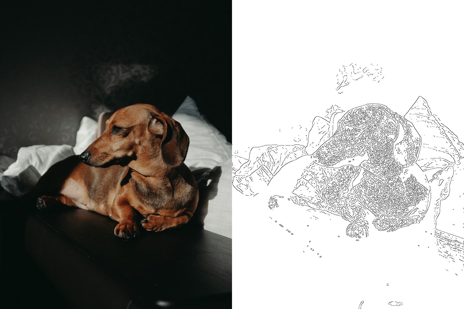 成人腊肠犬涂色页 before and after example