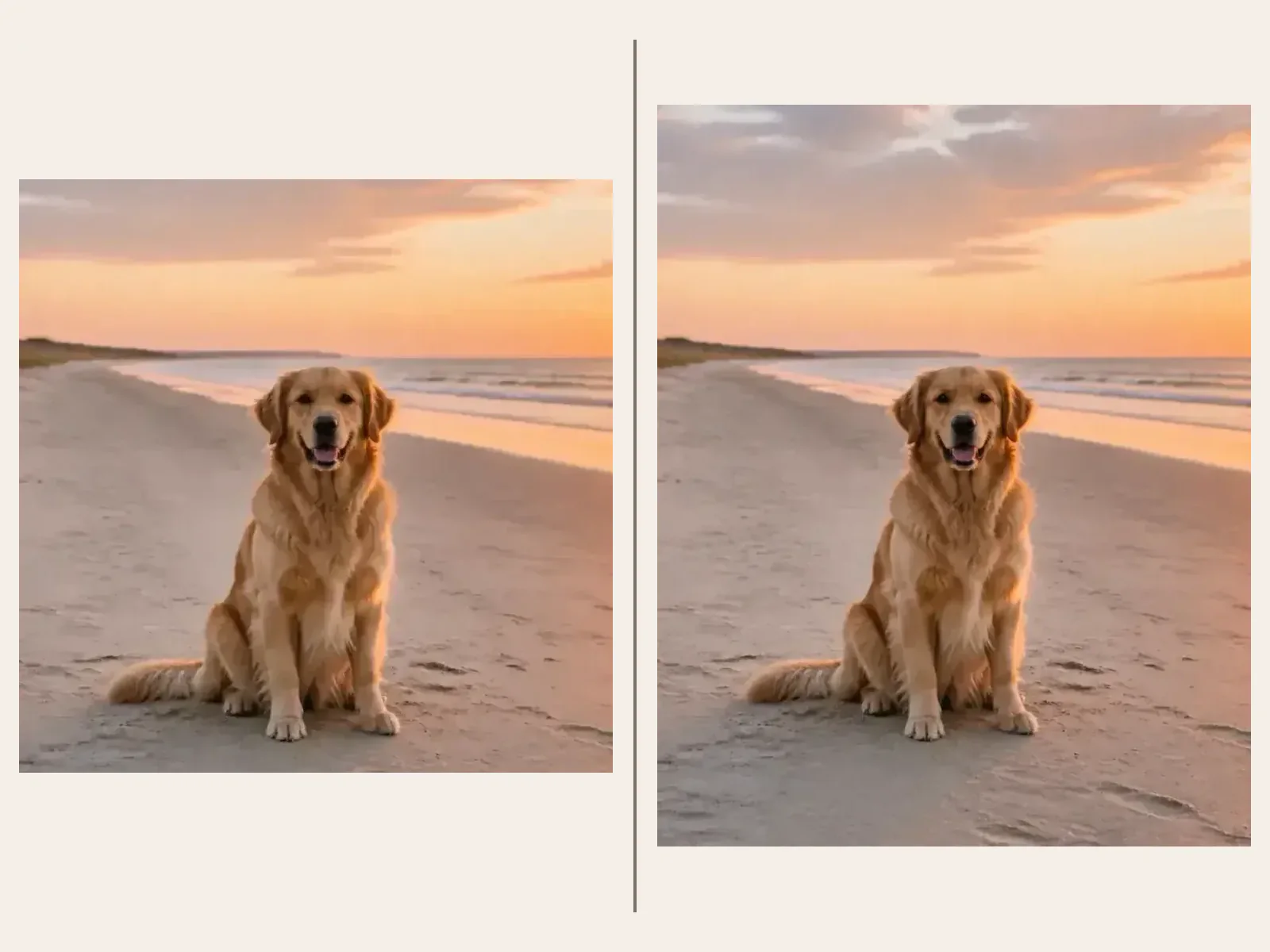 Square dog portrait and vertically expanded beach composition