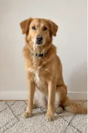 Fictional dog portrait source for AI scene reimagine