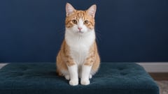 AI-generated orange and white cat before adding a Halloween hat